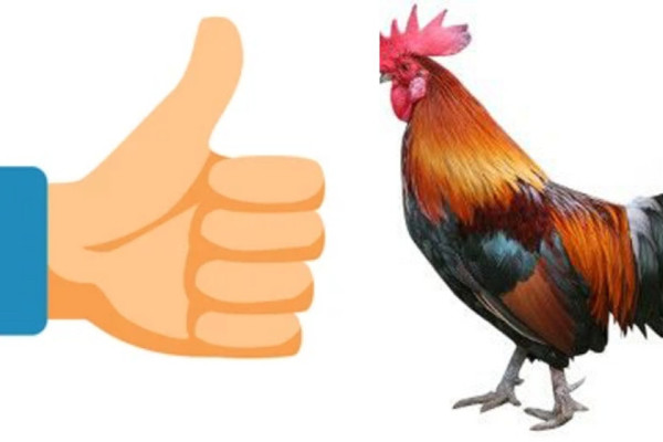 कुखुराको भालेदेखि लाइक ठड्याएको औँठासम्म, यी हुन् १०७ चुनाव चिह्नहरू